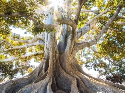 Boost Immunity,Lower Anxiety, Visualize Healing During COVID