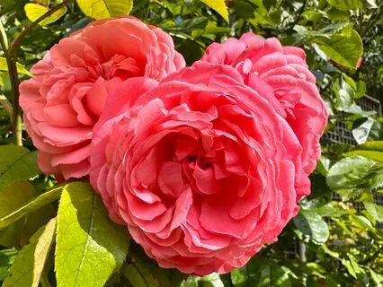 Boost Self-Love Through Affirmations