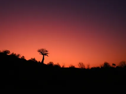 Bore You To Sleep Story: The Serenade Of The Savanna