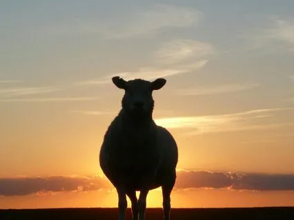 Bore Yourself To Sleep