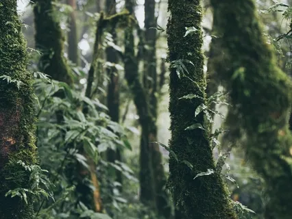 Musique de la forêt boréale