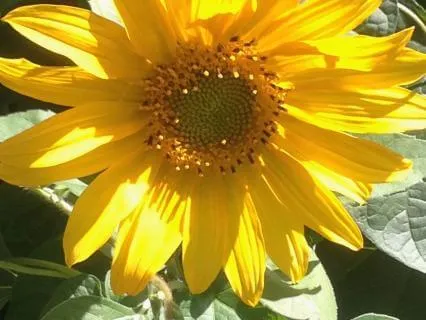 Born Of The Five Elements