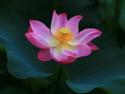 Born To Live In These Times (Firefly Edition)