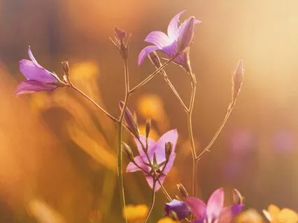 Born To Shop? Maybe Not