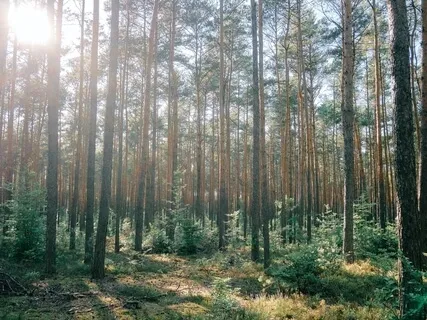 Borneo Nights - Delta Binaural Beats