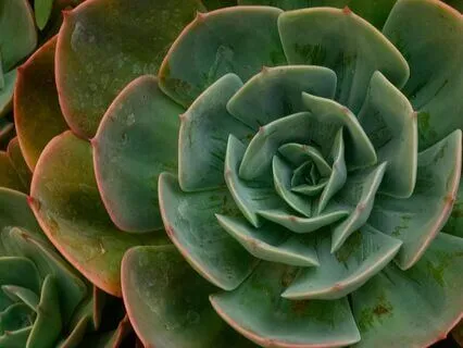 Botanical Resonance – Music For Thriving Plants