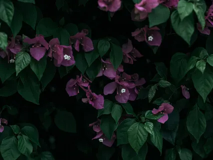 Bougainvillea Spectabilis