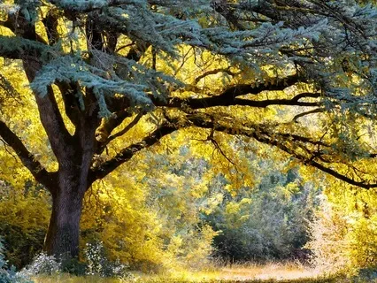 Boundaries And Self-Respect Meditation: Honouring Your Needs