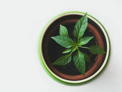 Boundary Setting Support (Silent Background)