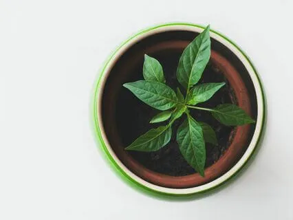 Boundary Setting Support (With Music)