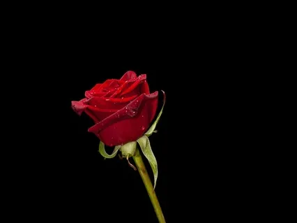 Bountiful, Beautiful, Bliss