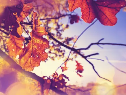 Box Breathing Meditation