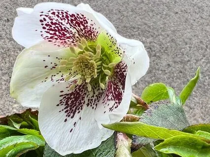 Box Breathing: Preparing For A Tough Experience