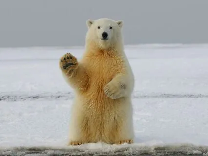 Brahma Vihara: Compassion (Karuna)