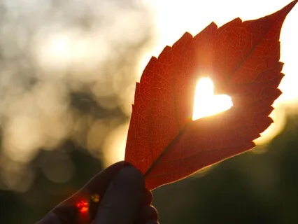 Brahmavihara Cultivation
