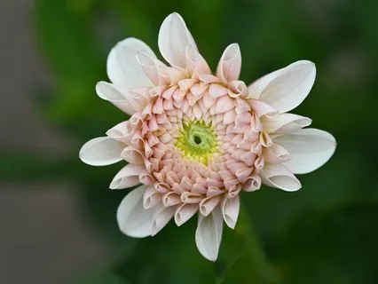 Brain Centering For A Distracted Mind