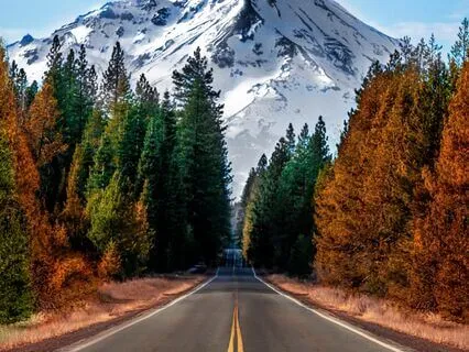 Brain Equilibrium: Morphogenic Programmed Audio - Golden Phi