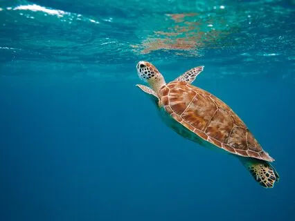 Brain & Heart Coherence | Law Of Attraction