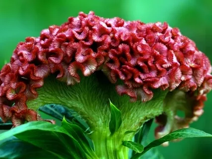 Brain Longevity (Part 2 Of 5): Nutrition For Dementia Prevention