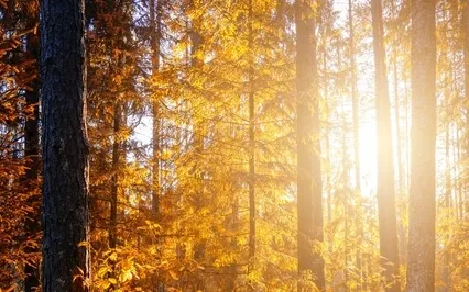 Brain Massage - 2675HZ