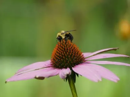 Brain Polishing: The Ultimate Brain Balancer