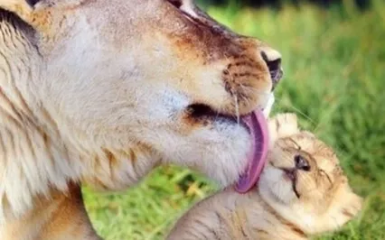 Brain Retraining- From Anxious To Secure Attachment 