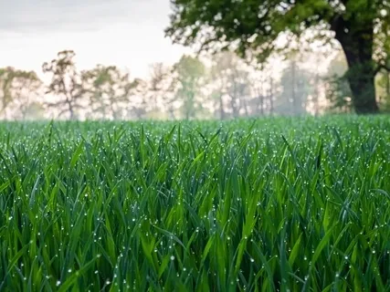Brainwave Bath: 174Hz Solfeggio Rain Series