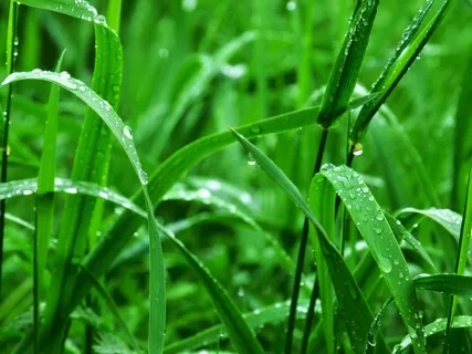 Brainwave Bath: MI 528Hz Solfeggio Rain Series