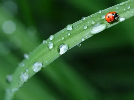 Brainwave Bath: SI 963Hz Solfeggio Rain Series