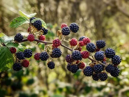 Brambles In The Garden: A Sleep Story