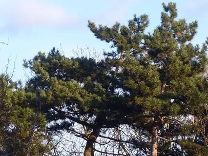 'Branching Out' Solo Piano For Calm And Relaxation