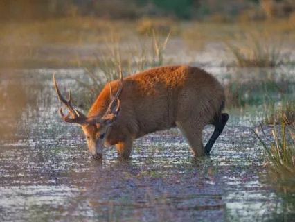 Break Up Healing: Deer Medicine For A Tender Heart