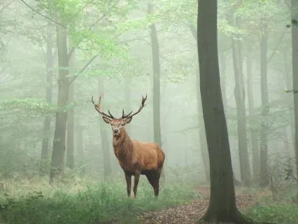 Break Up Healing | Deer Spirit Guide, Tender Heart