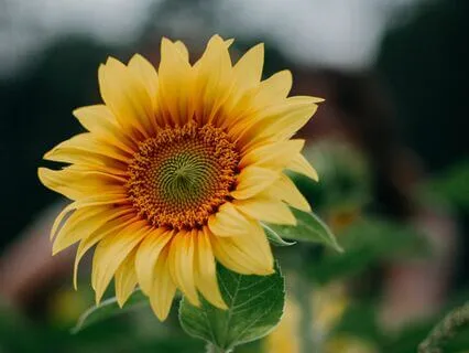 Breaking Free From Anxiety D10