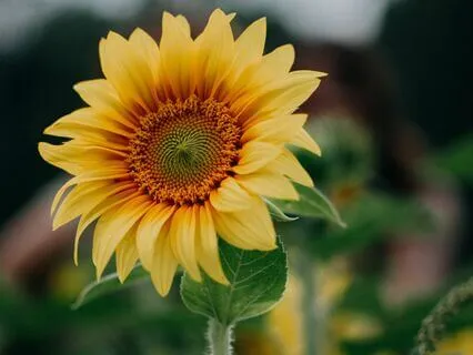 Breaking Free From Anxiety D5