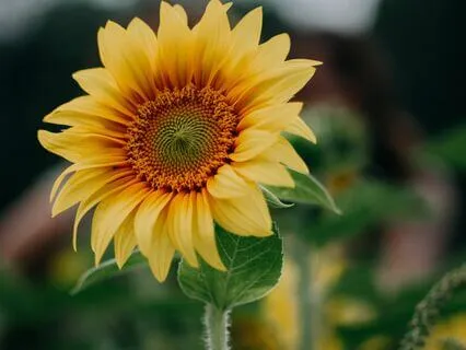 Breaking Free From Anxiety D6