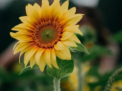 Breaking Free From Anxiety D7