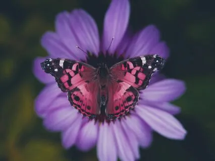 Breaking Free from Perfectionism: The Deep Work