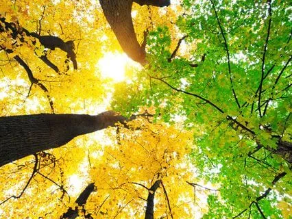 Breaking Free: The Heart’s Chrysalis Journey