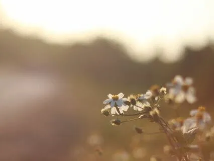 Breaking The Cycle Of Intergenerational Transmission