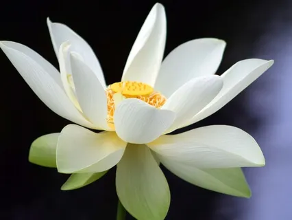 Breath & Affirmation Practice