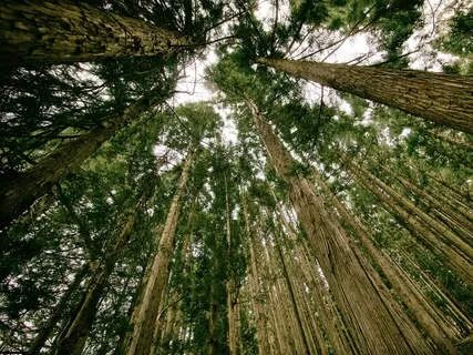 Breath & Body Scan For Presence & Relaxation