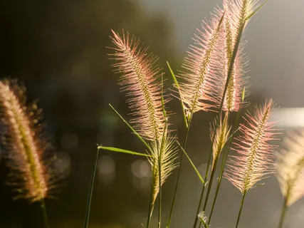 Breath And Sense Awareness