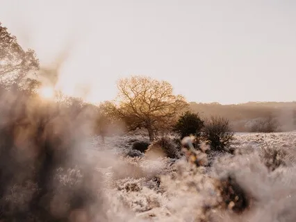 Breath As Anchor | 10-Minute Meditation