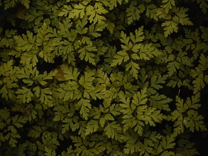 Breath Awareness For Presence & Stillness