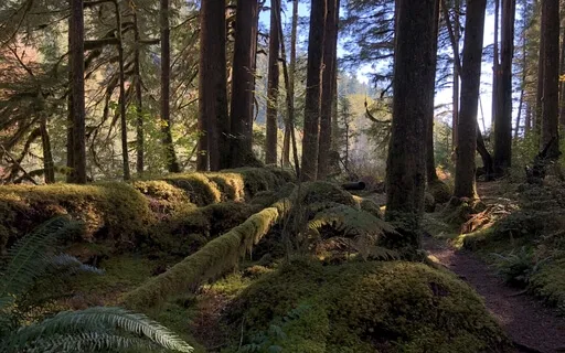 Breath Awareness & Exploration – 13:30 Minutes