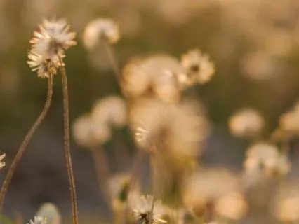 Gentle Breath Awareness To Relax & Let Go