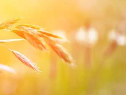 Breath Awareness For Rapid Relaxation