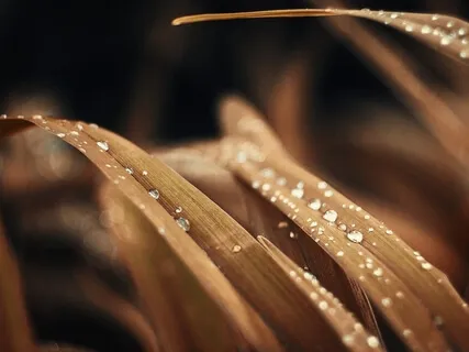 Breath Awareness In Nature