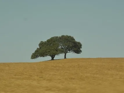 Breath Awareness Meditation